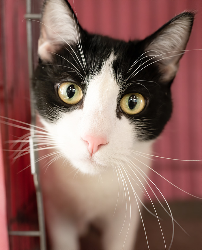 Adopt a cat or kitten in Cincinnati, Ohio