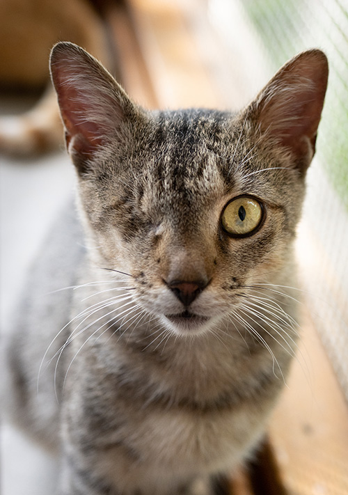 Volunteer to help cats at the Ohio Alleycat Resource, Cincinnati, Ohio