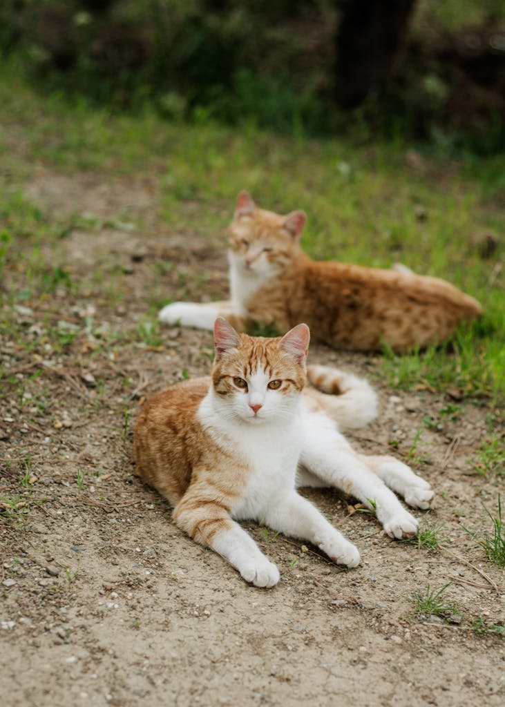Two domestic cats leisurely resting on a dirt path in a serene outdoor setting.
